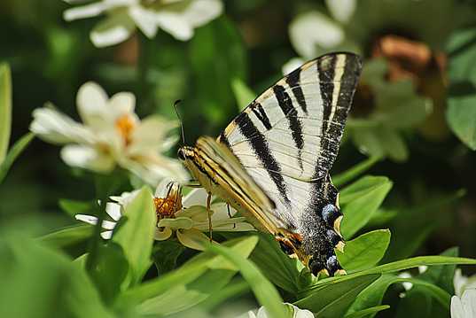 黑白燕尾蝶图片
