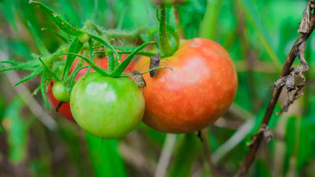 健康新鲜番茄图片