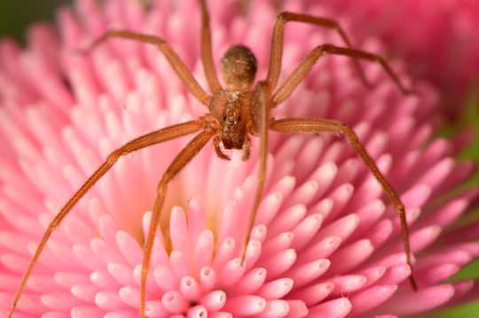 花卉上的长腿大蜘蛛图片