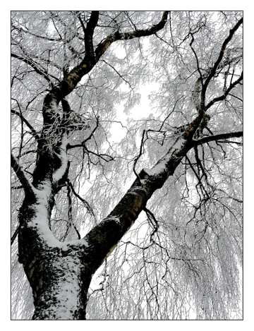 冬季结冰树木图片
