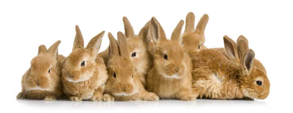 一排小兔子图片