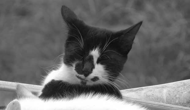 可人的黑白花猫图片