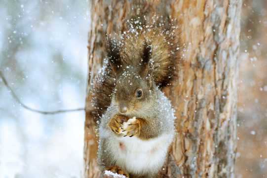 可人松鼠雪中捕食图片