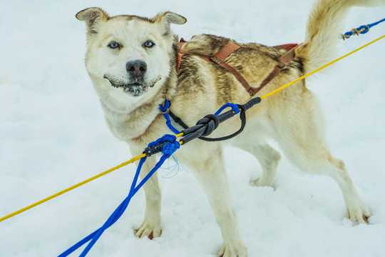 成年雪橇犬图片