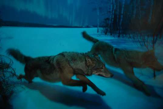 野狼觅食图片