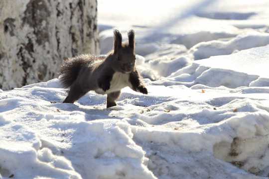 雪地里的松鼠高清图片