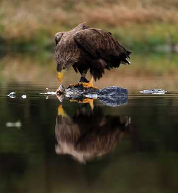 老鹰水中捕食图片