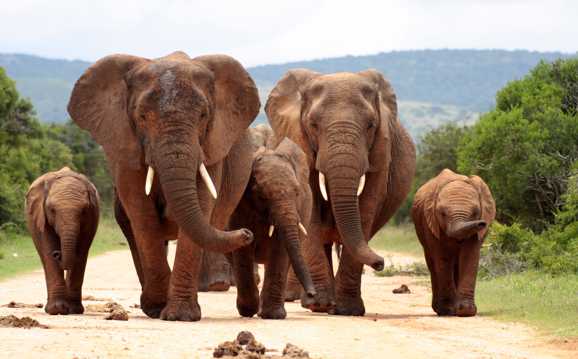 群居动物大象图片