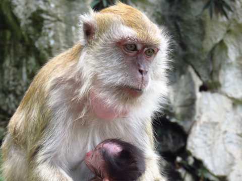 野外母猴哺乳图片