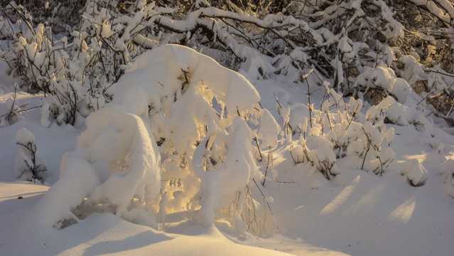 冬天树林霜冻景观