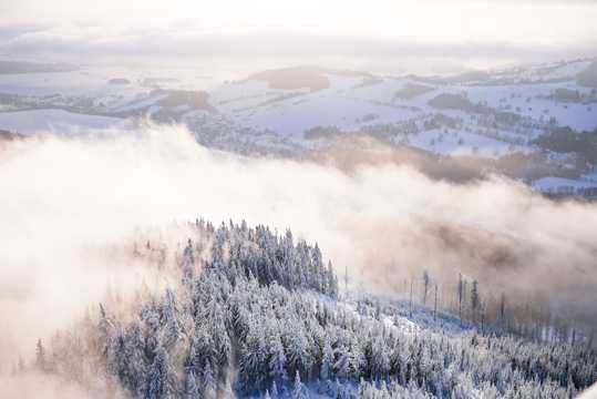 冬日丛林雪景图片
