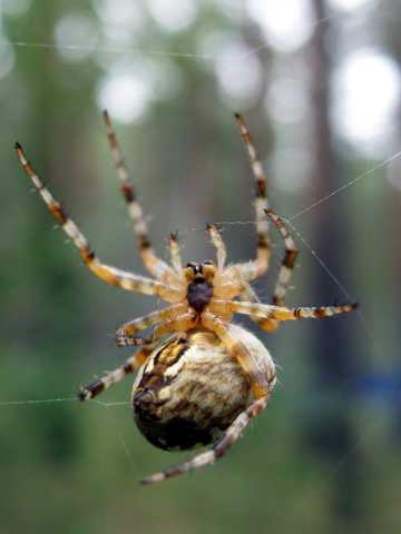 毛蜘蛛织网图片