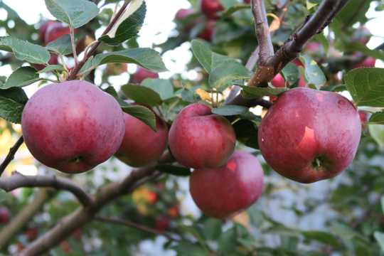 苹果树大红苹果图片