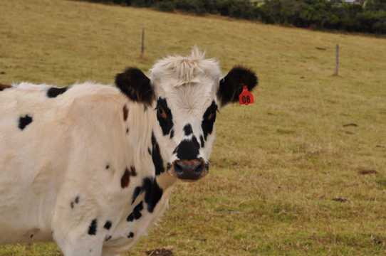 草原上的小奶牛
