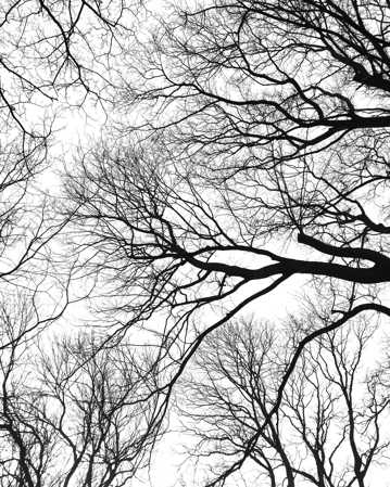 冬日唯美树木剪影图片