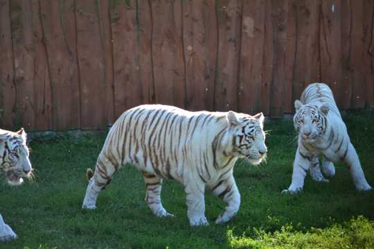 动物园白虎欣赏