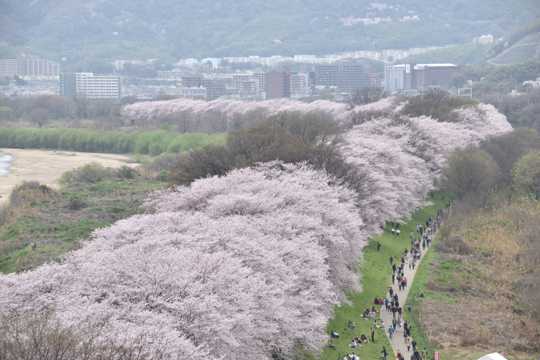日本街道上的樱花图片