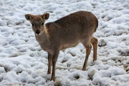 冬季雪地獐鹿