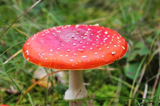 草丛中的红蘑菇图片
