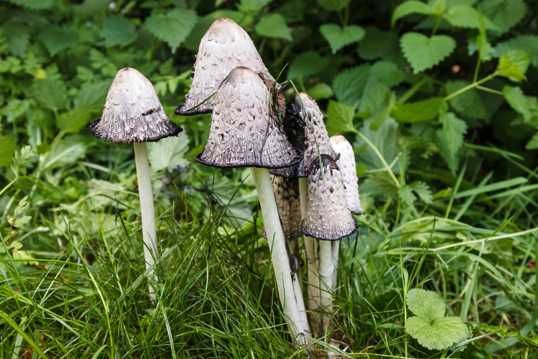 白色伞状小蘑菇图片