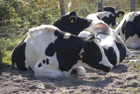一群奶牛休息图片