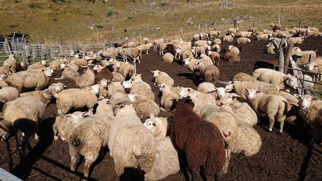 高原牧区羊群图片