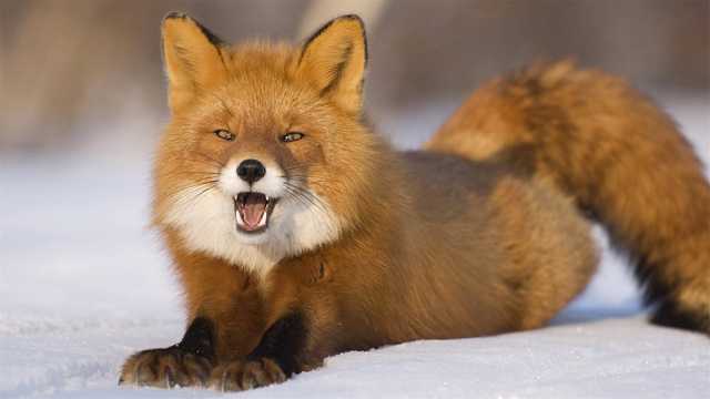 可爱的红狐图片