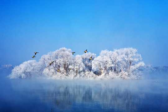 冬天候鸟图片