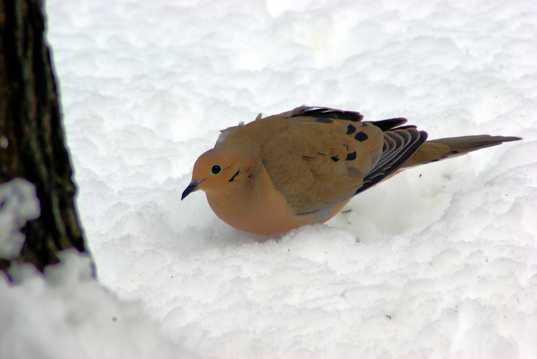 雪地上的小鸟图片