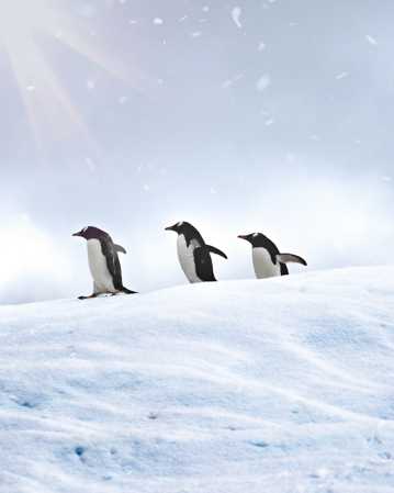 三只呆萌的小企鹅图片