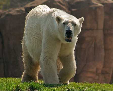 动物园里的北极熊图片