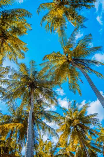 椰子树高清照相图片