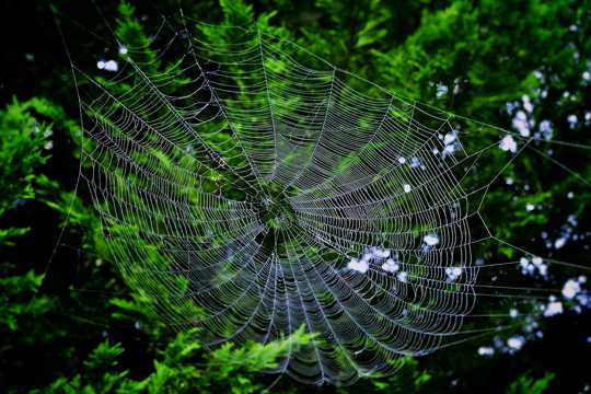 丛林中的大蜘蛛网图片