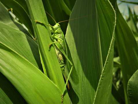 绿色蝗虫图片