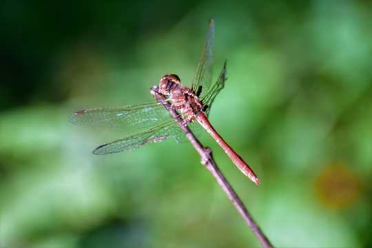 高清红蜻蜓图片