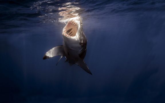 海底的鲨鱼图片