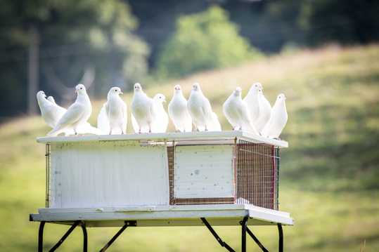 一群白鸽照相图片
