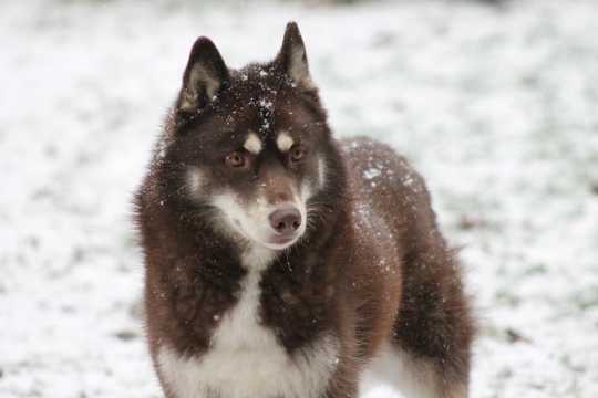 雪地雪橇狗照相图片