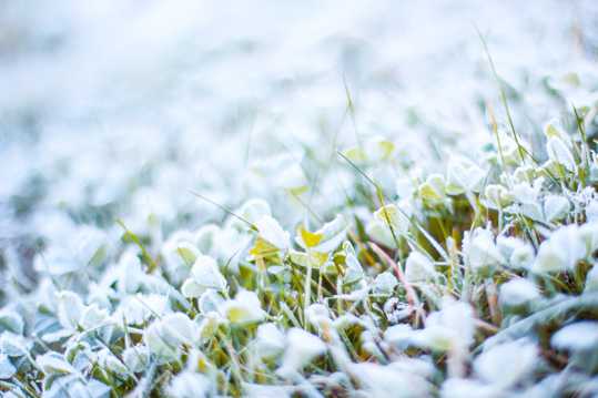 霜雪草坪图片