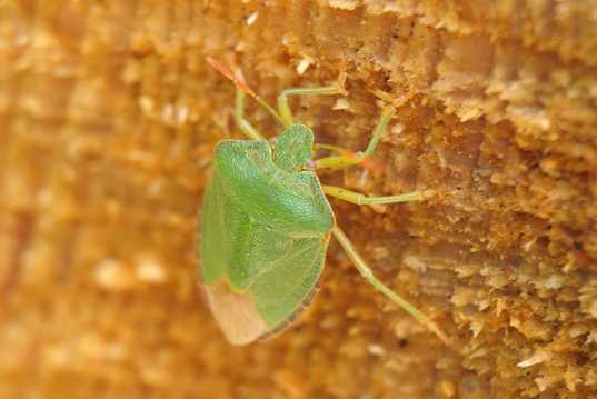 绿色的蝽蟓图片