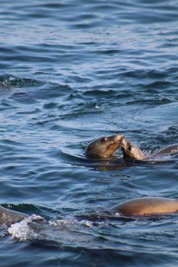 海洋中的两只海狮图片