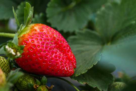 草莓地里的草莓图片