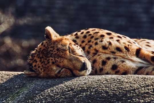 躺在水泥地上睡觉的猎豹图片