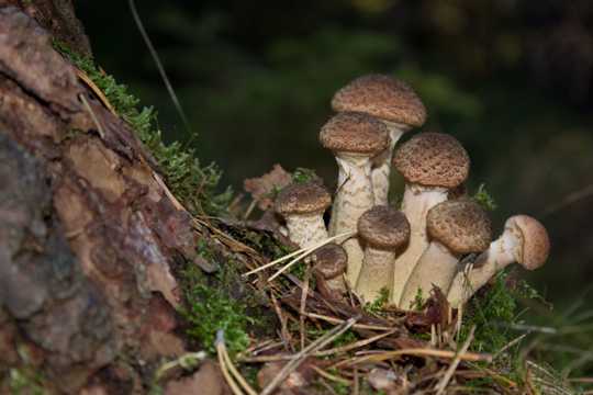 树上的野生蘑菇图片