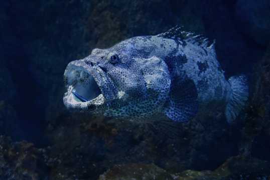 深海大嘴鱼图片