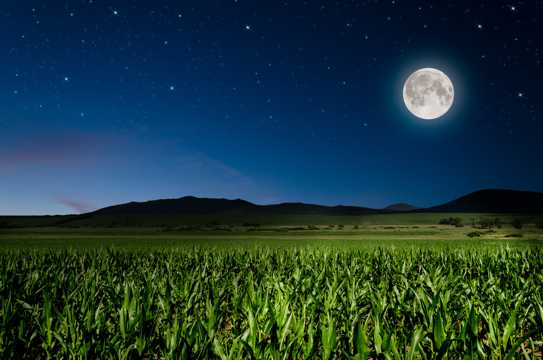 夜晚玉米地景色图片