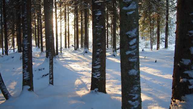 冬日树林雪地图片