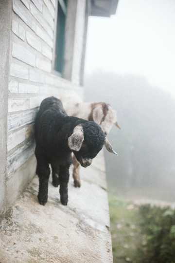 两只乖巧的小羊羔