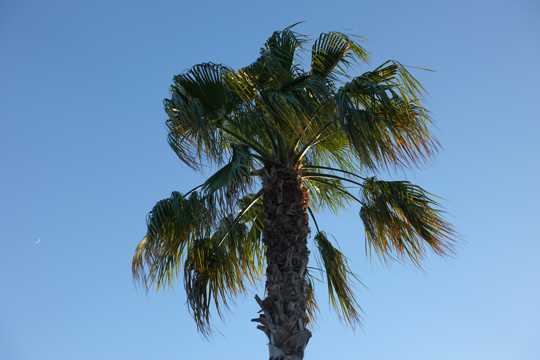 一棵棕榈树仰拍图片