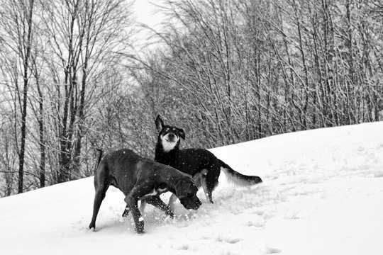 雪地上两只大丹犬图片